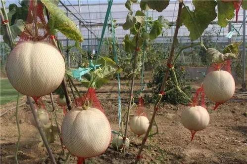 瓜湾沙可以吃,探寻美味与自然的完美融合