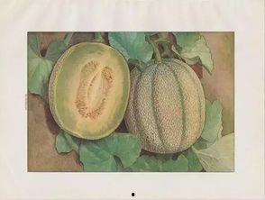 日本密瓜怎么吃,日本密瓜的多样食法探索