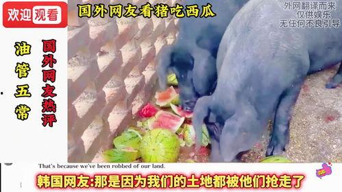 猪吃瓜外国评价