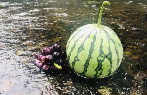 森林吃瓜,吃瓜之旅揭秘