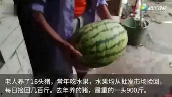 专业吃瓜网友,专业吃瓜网友带你领略幕后风云