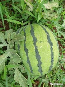 带你吃瓜搞笑游戏,揭秘“带你吃瓜搞笑游戏”的欢乐之旅