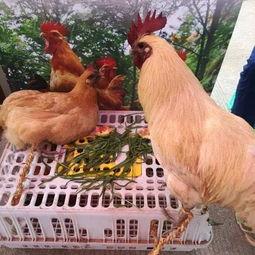 邹平吃瓜遛鸟事件,一场网络热议背后的社会现象解析