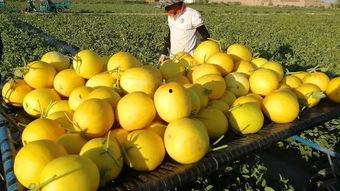 怀孕可以吃金红宝蜜瓜吗,金红宝蜜瓜的孕期食用指南