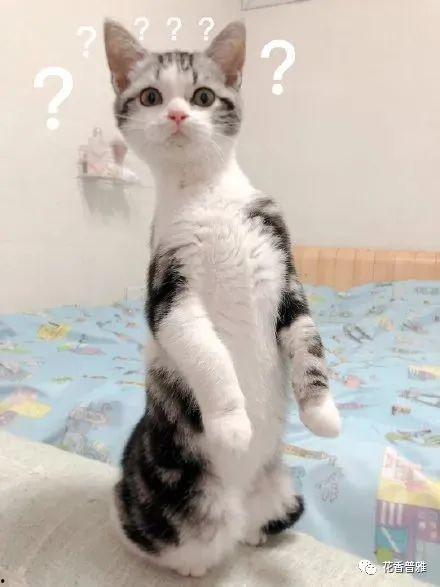 猫咪吃的瓜条,瓜条新宠，营养美味两不误