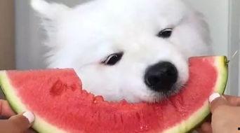 萨摩耶吃蜜瓜,萨摩耶萌宠甜蜜蜜瓜时光