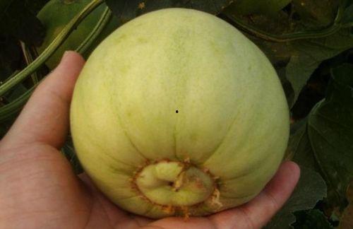 脐钉吃瓜,一场别开生面的吃瓜盛宴