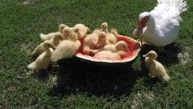 瓜被鸭子吃,鸭子意外成为瓜农新宠