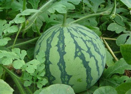 最快吃瓜怎么吃,揭秘最快吃瓜技巧