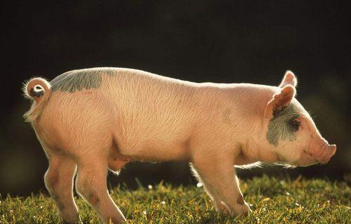 懒猪吃小瓜吗,懒猪与美味小瓜的邂逅