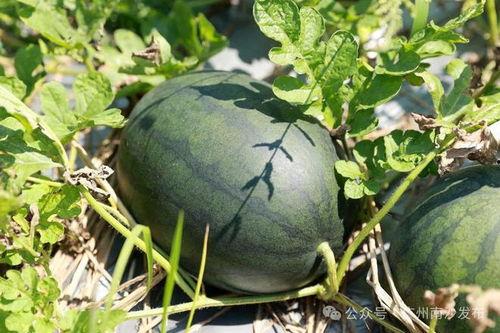 爱生活的吃瓜,揭秘日常生活中的小确幸