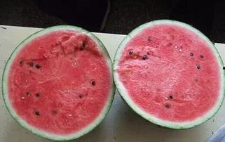 吃瓜中毒视频大全