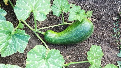 苦瓠瓜怎么吃,解锁健康美味新选择