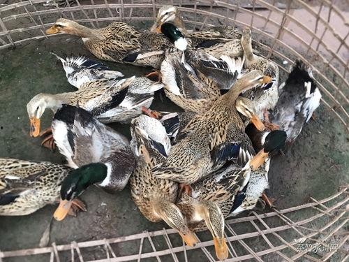 带你吃瓜之鸭子,揭秘“带你吃瓜之鸭子”背后的故事与魅力