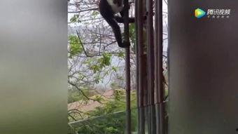 猴王吃瓜故事视频,一场奇幻的吃瓜盛宴