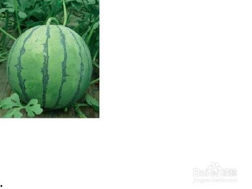 应应直播吃瓜,瓜田里的欢乐时光