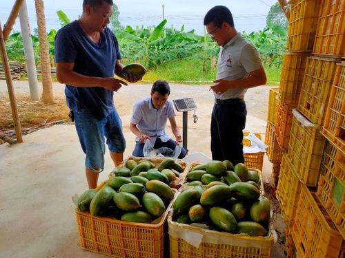 清远市吃瓜,瓜果飘香，品味夏日清凉