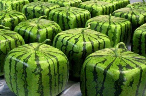 泰国吃瓜和中国吃瓜,文化差异下的网络热议现象