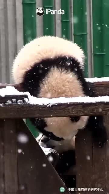 吃瓜小熊倒立,趣味横生的动物奇观