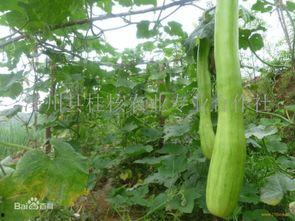 砍瓜如何吃最好,解锁美味新境界