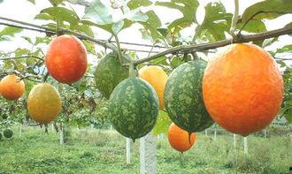 痛经可以吃吊瓜,缓解痛经的天然良方