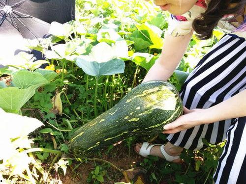 常吃瓜篓子好吗,健康与美味的双重享受