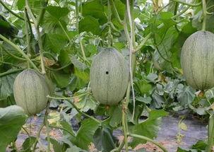 方城吃瓜事件,一场引发全民热议的网络狂欢