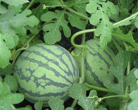 红瓜孕妇可以吃吗